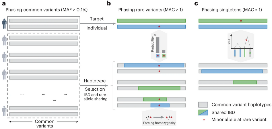 Population haplotypes research
