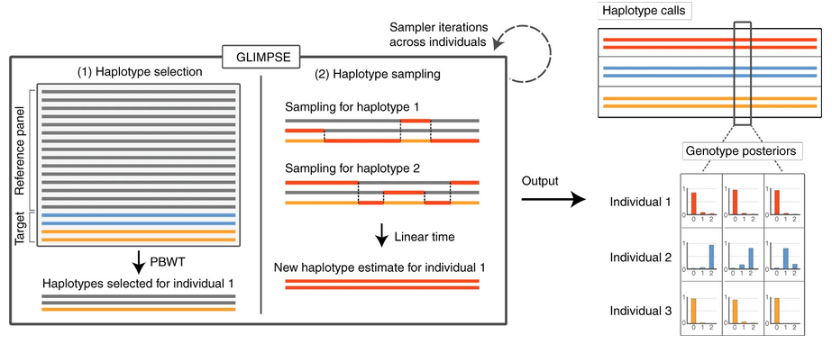 Low coverage sequencing research