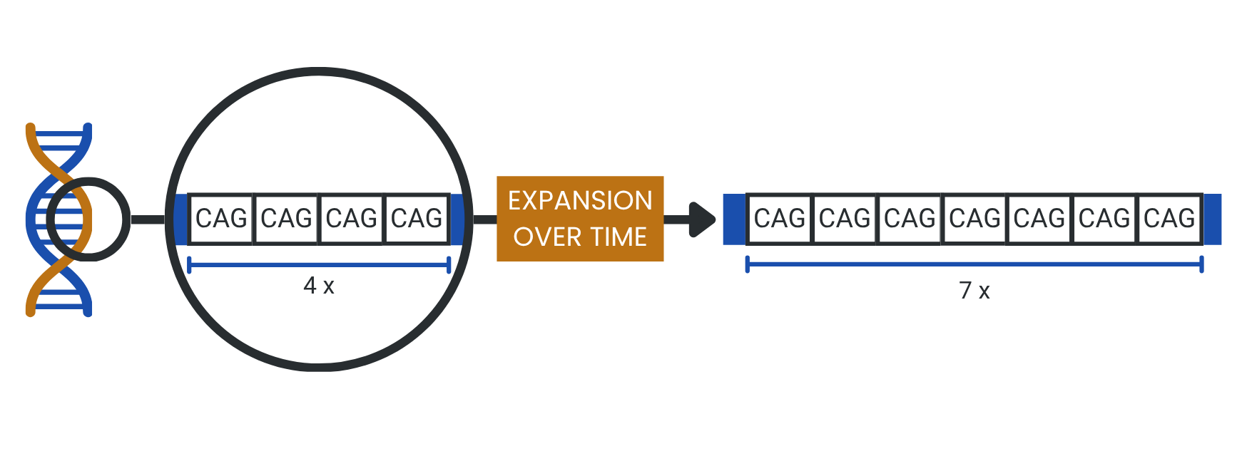 Diagram of DNA repeat expansion
