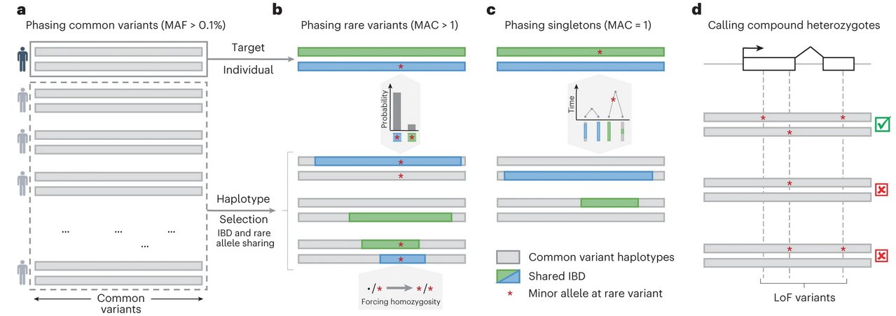 The SHAPEIT5 approach
